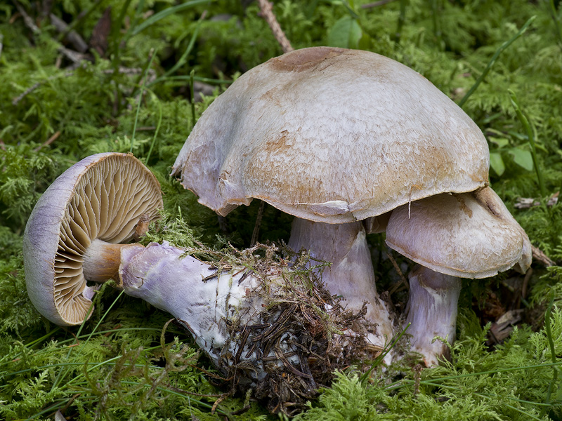 Cortinarius traganus